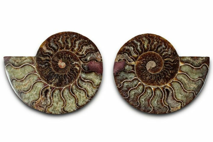 Cut & Polished, Agatized Ammonite Fossil - Madagascar #318103